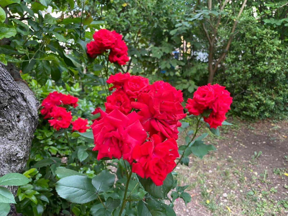 Garden *